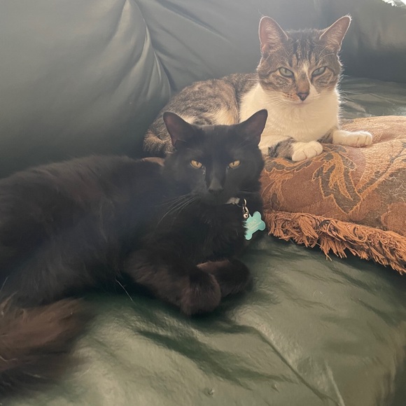 Meet your Posher, Gabrielle - Picture 1 of 1